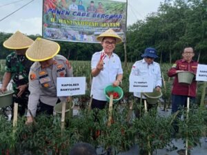 Masih Dalam Upaya Kendalikan Inflasi, Hani S. Rustam Panen Cabe Dan Tanam Bawang.