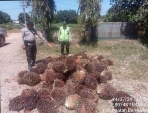 Motif Ekonomi, Dua Karyawan Perkebunan PT TPAI Curi Tandan Buah Sawit