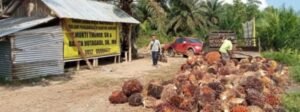 Polsek Air Kumbang Amankan 5 Pelaku Tindak Pidana Pencurian Buah Sawit Milik PT Agro Mandiri