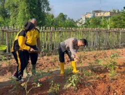 Hasil Panen Perdana Kebun Ketahanan Pangan Satker Bidkum Polda Sumsel, Penuh Berkah Bagi Masyarakat Sekitar