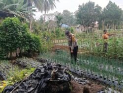 Bhabinkamtibmas Polsek Muara Padang Rawat Tanaman Bawang Merah di Desa Tirta Mulya