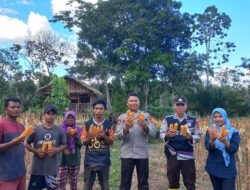 Polsek Talang Ubi Monitoring Panen Jagung di Desa Karta Dewa