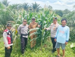 Kapolsek Talang Kelapa Bersama Penggerak Ketahanan Pangan Tinjau Lahan Jagung untuk Wujudkan Indonesia Emas 2045