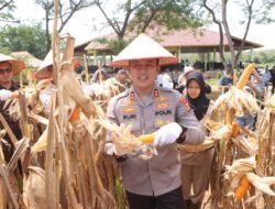 Polres Banyuasin Sukses Panen Jagung Perdana, Dukung Program Swasembada Pangan Nasional