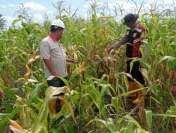Cek Tanaman Jagung, AKP Herly Setiawan Pastikan Akan Panen Akhir Bulan Mei 2025