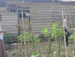 Edukasi dan Motivasi Masyarakat, Aiptu Anjodhi Ibrahim Rawat Tanaman Terong Hijau