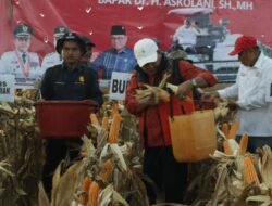 Bupati Banyuasin: “ Panen Jagung Air Salek Meningkat Tinggi Diluar Target”