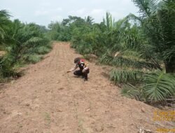 Bripka Bambang. S, Melakukan Perawatan Tanaman Jagung di Lahan PT Sawit Sari Mandiri