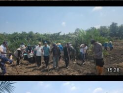 Lima Desa di Kecamatan Penukal Abab Mulai Tanam Jagung, Program Didanai Dana Desa