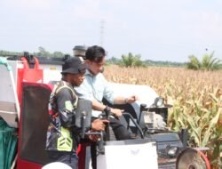 Wakil Presiden Gibran Panen Jagung dan Silaturahmi ke Ponpes di Banyuasin, Situasi Aman dan Kondusif