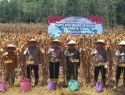 Panen Raya Jagung Serentak di Kecamatan Hampang, Polres Kotabaru Dukung Ketahanan Pangan Nasional
