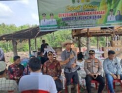 Pemerintah Desa Kota Baru Bersama BUMDes Menggelar Kegiatan Tanam Jagung