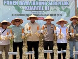 Sekda Banyuasin Panen Jagung Serentak Kuartal III Bersama Kapolres Banyuasin