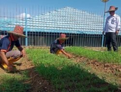 Produktif di Balik Jeruji, Warga Binaan Lapas Kelas IIA Kotabaru Kembangkan Budidaya Kangkung