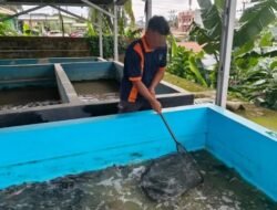 Lewat Budidaya Lele, Lapas Kotabaru Sediakan Peluang Ekonomi Pembinaan Berbasis Kompetensi