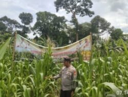Pengecekan Lahan Jagung Ketahanan Pangan di Desa Raja, Polsek Tanah Abang Tekankan Transparansi Pengelolaan Dana Desa