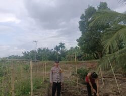 Bhabinkamtibmas Polsek Sungsang Tinjau Pertanian Warga, Dukung Program Ketahanan Pangan