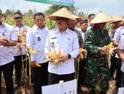 Panen Raya Jagung BUMDes Gilih Mandiri, Bupati Lampung Utara Dorong Kemandirian Desa di Abung Selatan