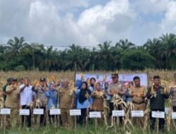 Pemdes Panta Dewa PALI Gelar Kegiatan Panen Jagung Hibrida 