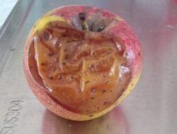 MBG Cempaka Putih Kembali Menuai Kritik, Diduga Sajikan Buah Busuk dan Abaikan Jadwal Susu