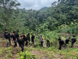 Operasi Gabungan Polda Sumsel Bongkar Ladang Ganja 20 Hektar di Empat Lawang, 220 Kg Ganja dan Bandar Utama Ditangkap