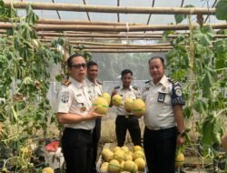 Panen Ketiga Berbuah Manis, Lapas Banyuasin Kembali Hasilkan 2,5 Ton Melon Inthanon
