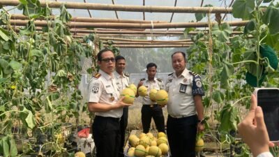 Panen Ketiga Berbuah Manis, Lapas Banyuasin Kembali Hasilkan 2,5 Ton Melon Inthanon