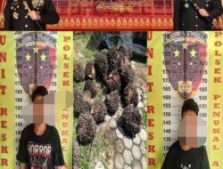Polsek Penukal Ungkap Kasus Pencurian Sawit di PT GBS, Dua Terduga Pelaku Diamankan
